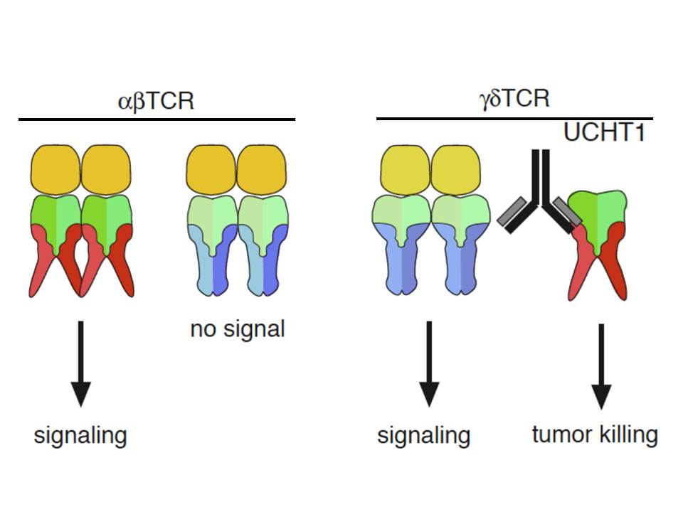 The gd TCR does not require the CD3 conformational change (Cell Reports 2014)